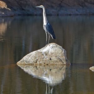 Pacific heron