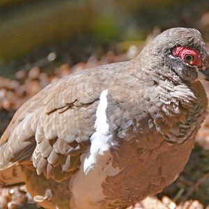 Partridge pigeon