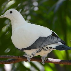 Pied Imperial-pigeon