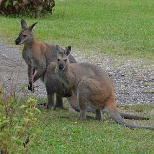 Red-necked wallabies