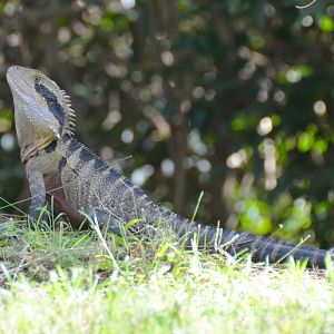 Eastern water dragon