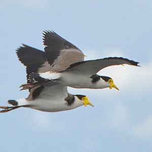 Masked lapwings