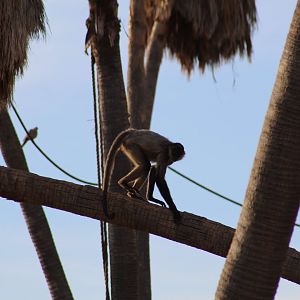 Geoffroy's Spider Monkey
