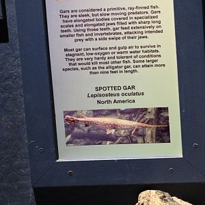 Spotted Gar Signage