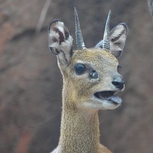 Amaya, Oreotragus oreotragus