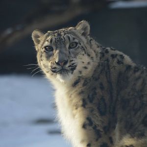 Malaya, Panthera uncia