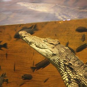 Nile Crocodile