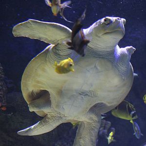 Kemp's Ridley Sea Turtle