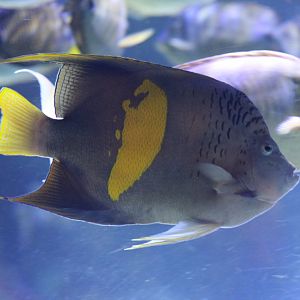 Yellowbar Angelfish