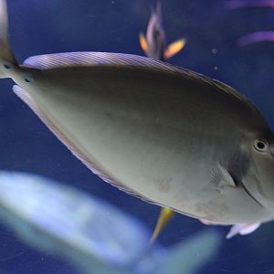 Bluespine Unicornfish