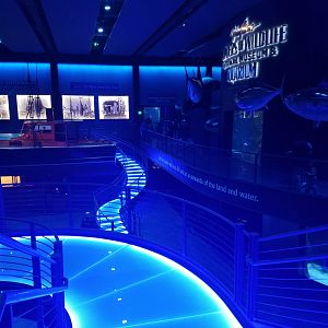 Wonders of Wildlife Museum and Aquarium