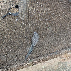 blue Princess Parrot