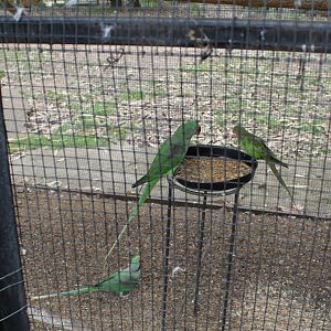Alexandrine Parrot and Princess Parrot