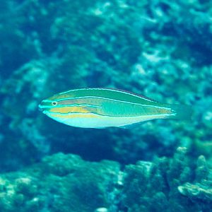 Three-Ribbon Wrasse