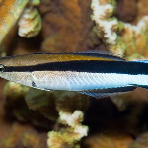Bluestreak Cleaner Wrasse
