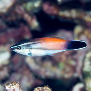 Breastspot Cleaner Wrasse