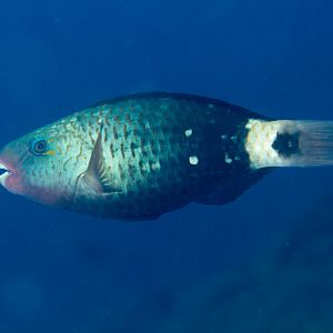 Bullethead Parrotfish female