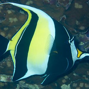 Moorish Idol