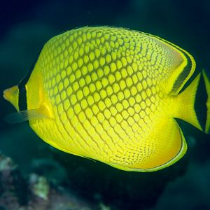 Lattice Butterflyfish