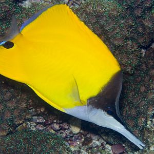 Longnose Butterflyfish