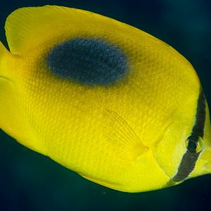 Ovalspot Butterflyfish