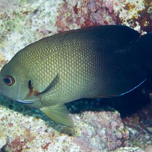 Pearlscale Angelfish