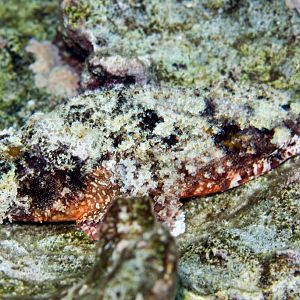 Poss' Scorpionfish