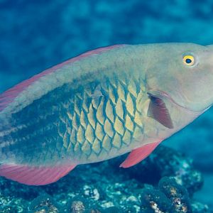 Bridled Parrotfish female