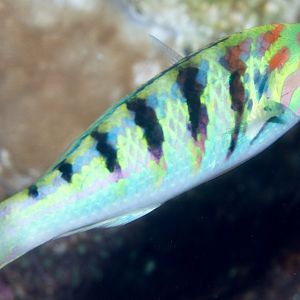 Sixbar Wrasse