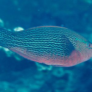Swarthy Parrotfish female