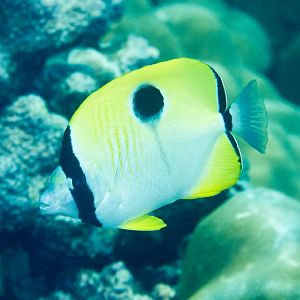 Teardrop Butterflyfish