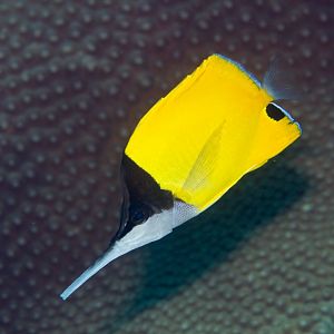 Very Longnose Butterflyfish