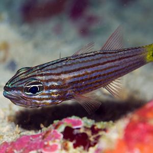 Wolf Cardinalfish