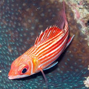 Smallmouth Squirrelfish