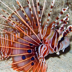 Spotfin Lionfish