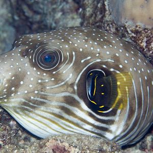 Stars-and-Stripes Puffer