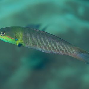 Bluntheaded Wrasse male