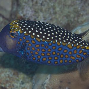 Black Boxfish