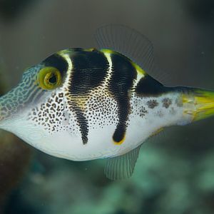 Blacksaddle (Mimic) Filefish