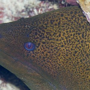 Giant Moray