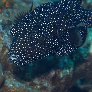 Whitespotted Puffer