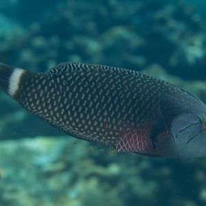 Rockmover Wrasse