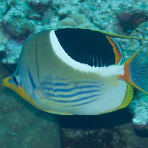 Saddled Butterflyfish