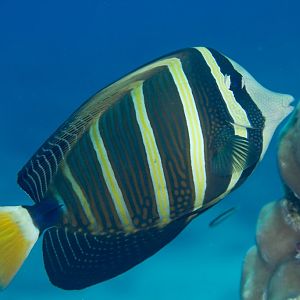Sailfin Tang