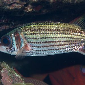 Spotfin Squirrelfish