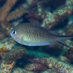 Swallowtail Chromis