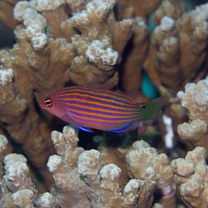 Sixline Wrasse