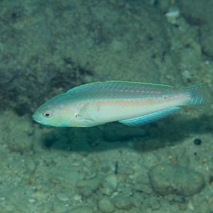 Orangeline Wrasse