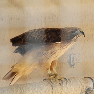 Red-Tailed Hawk