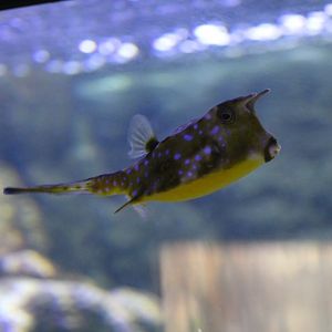 Longhorn Cowfish